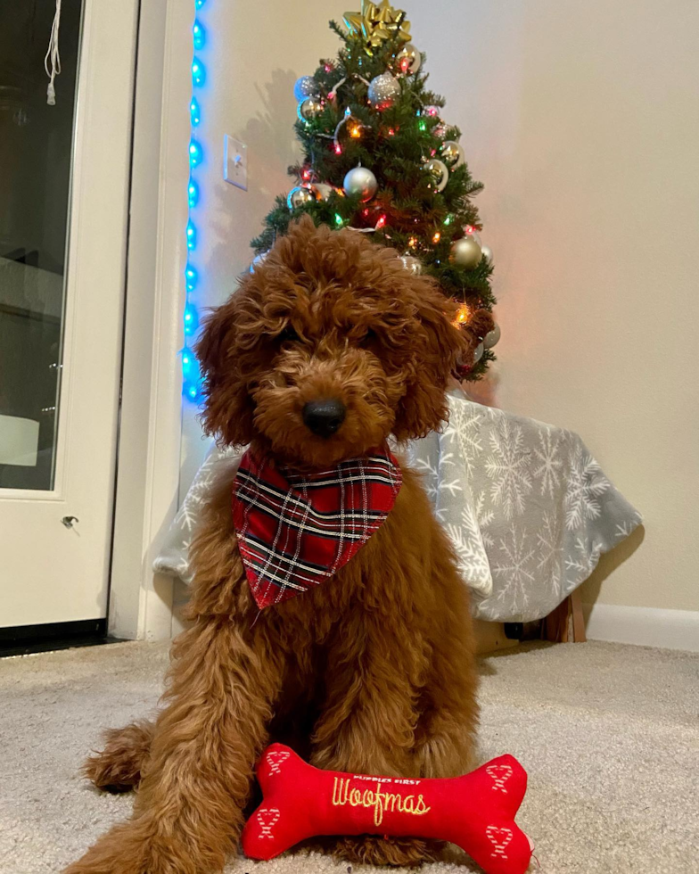 Happy Mini Goldendoodle Pup in Santa Clara CA