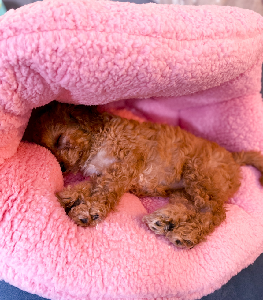 Cavapoo Pup