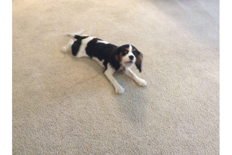 Cavalier King Charles Spaniel Puppy for Adoption