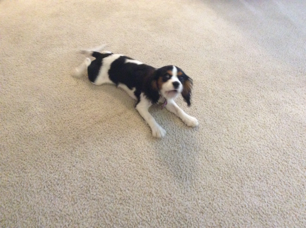 Cavalier King Charles Spaniel Being Cute