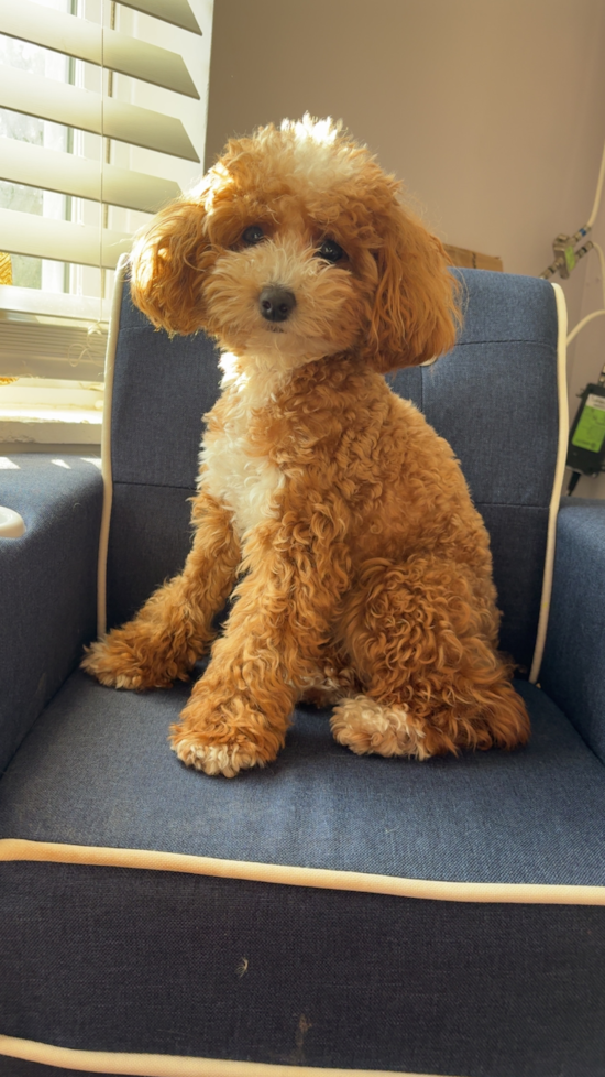 Poodle Being Cute