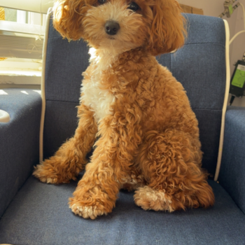 Poodle Being Cute