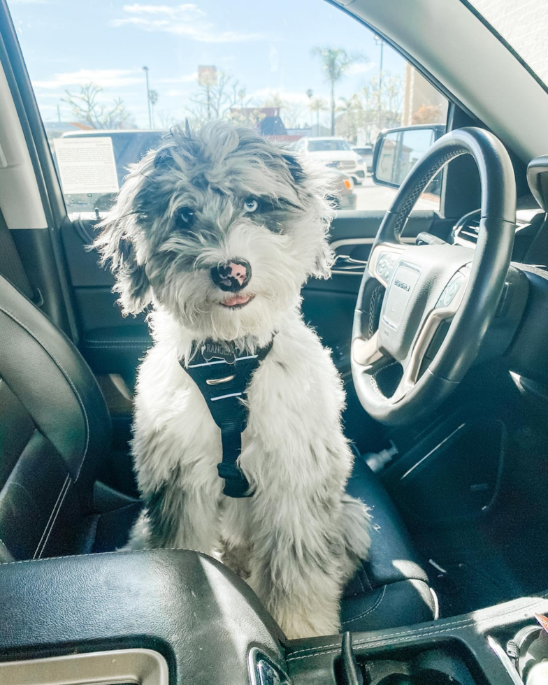 Energetic Sheep Dog Poodle Mix Pup