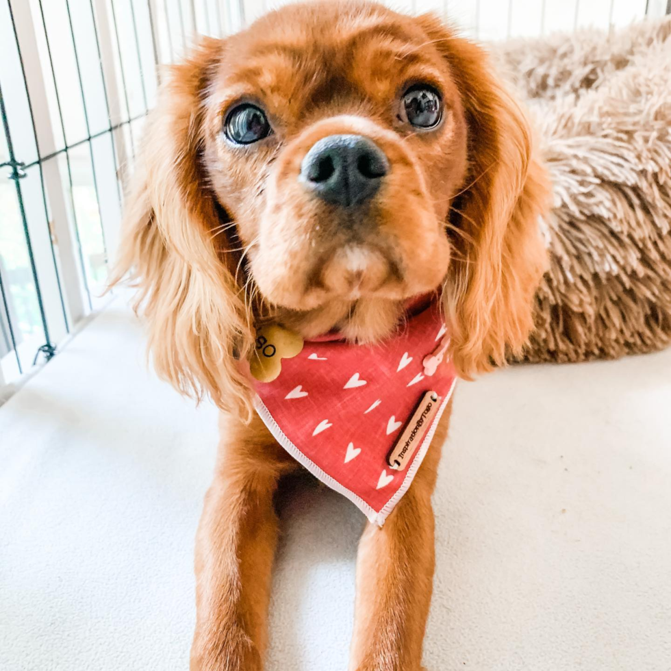 Popular Cavalier King Charles Spaniel Pup