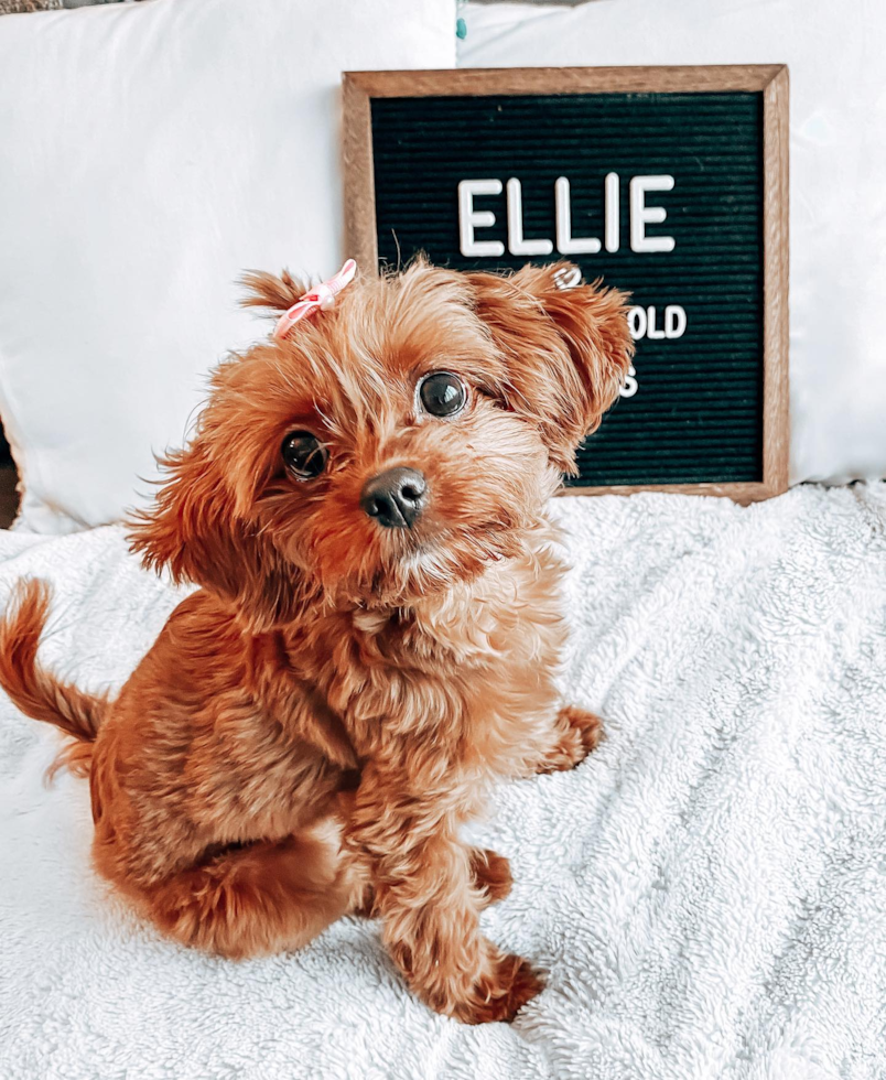 Friendly Cavapoo Pup in NEW YORK NY