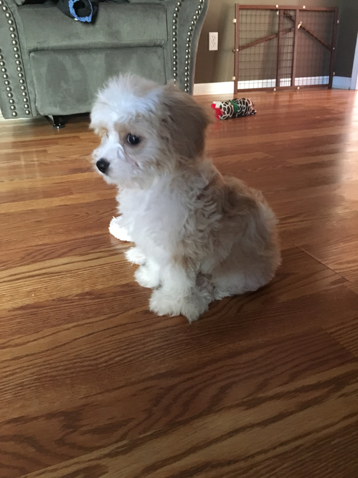 Sweet Cavachon Pup in Villa Hills KY