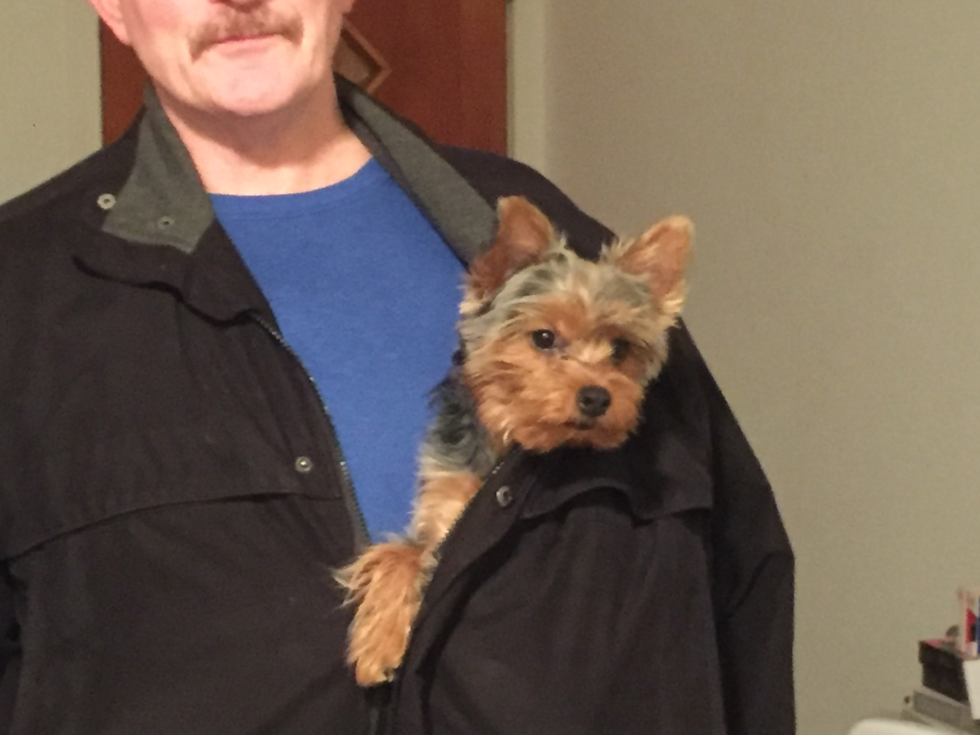 Little Yorkshire Terrier Pup