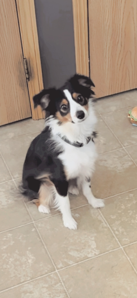 Mini Aussie Pup