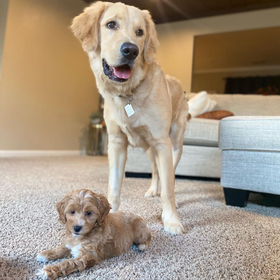 Cute Mini Goldendoodle Pup in Tulare CA