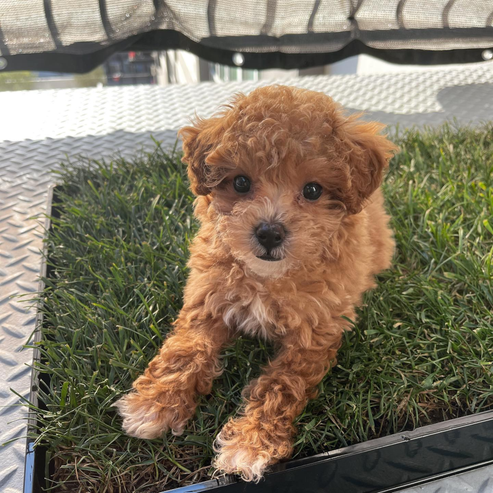 Small Cavapoo Pup in Irvine CA