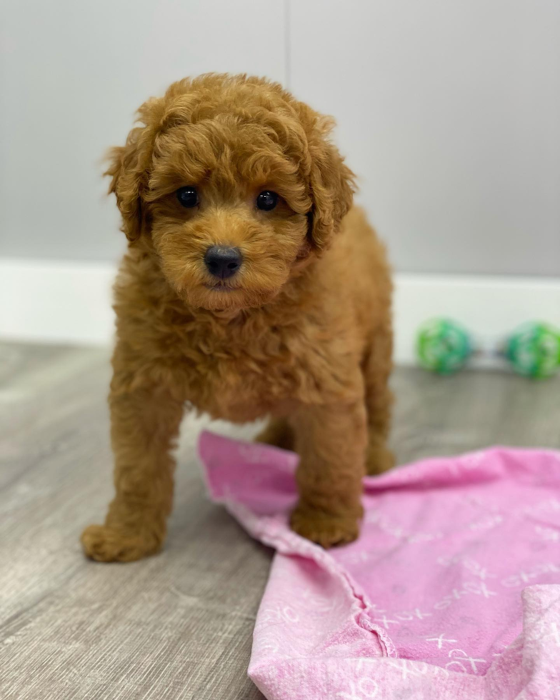 Huntington Beach Mini Goldendoodle Pup