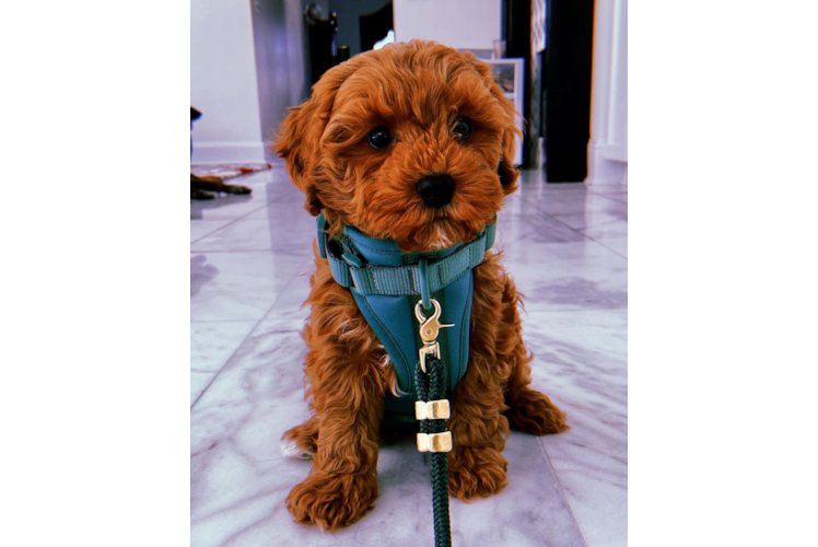 Best Cavapoo Baby