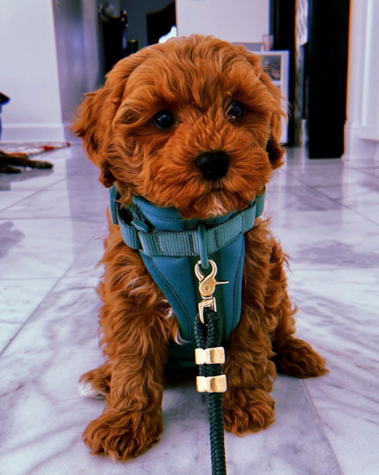 Playful Cavoodle Poodle Mix Pup