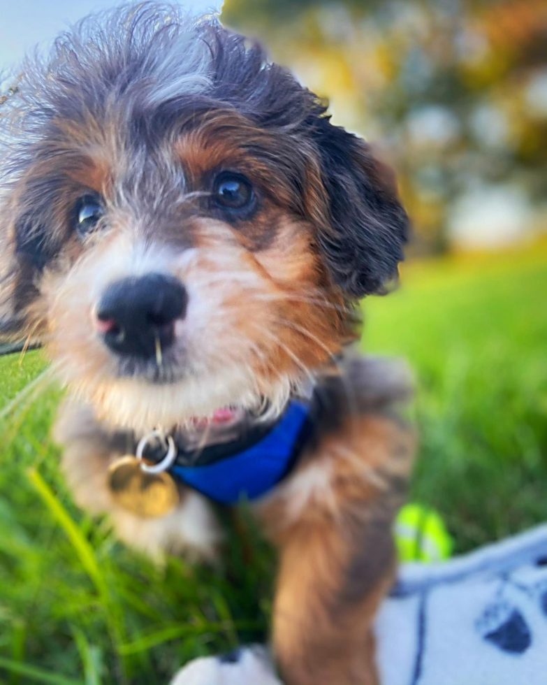 Small Mini Bernedoodle Pup