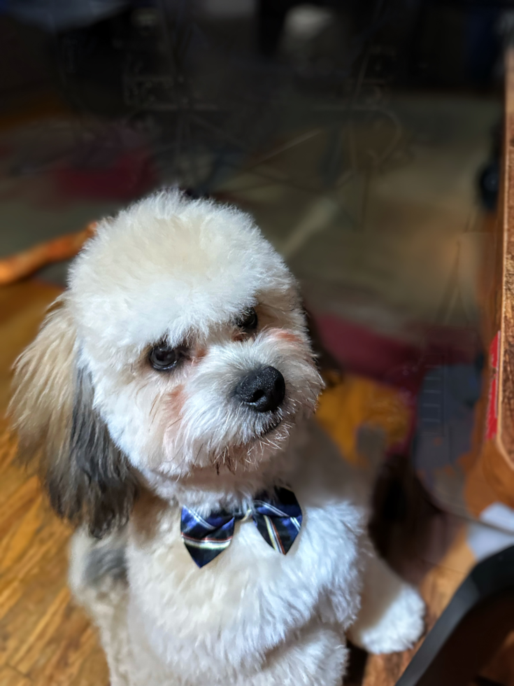 Teddy Bear Pup