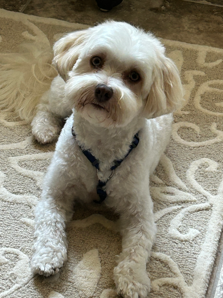 Havanese Being Cute