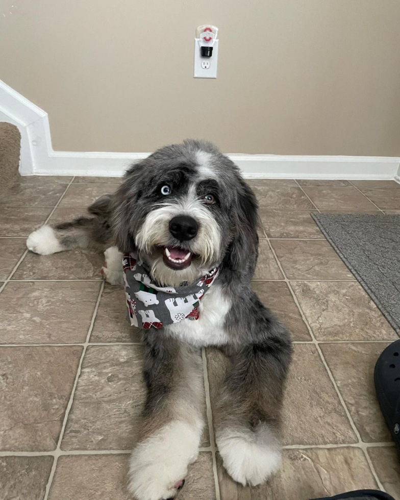 Playful Bernadoodle Poodle Mix Pup