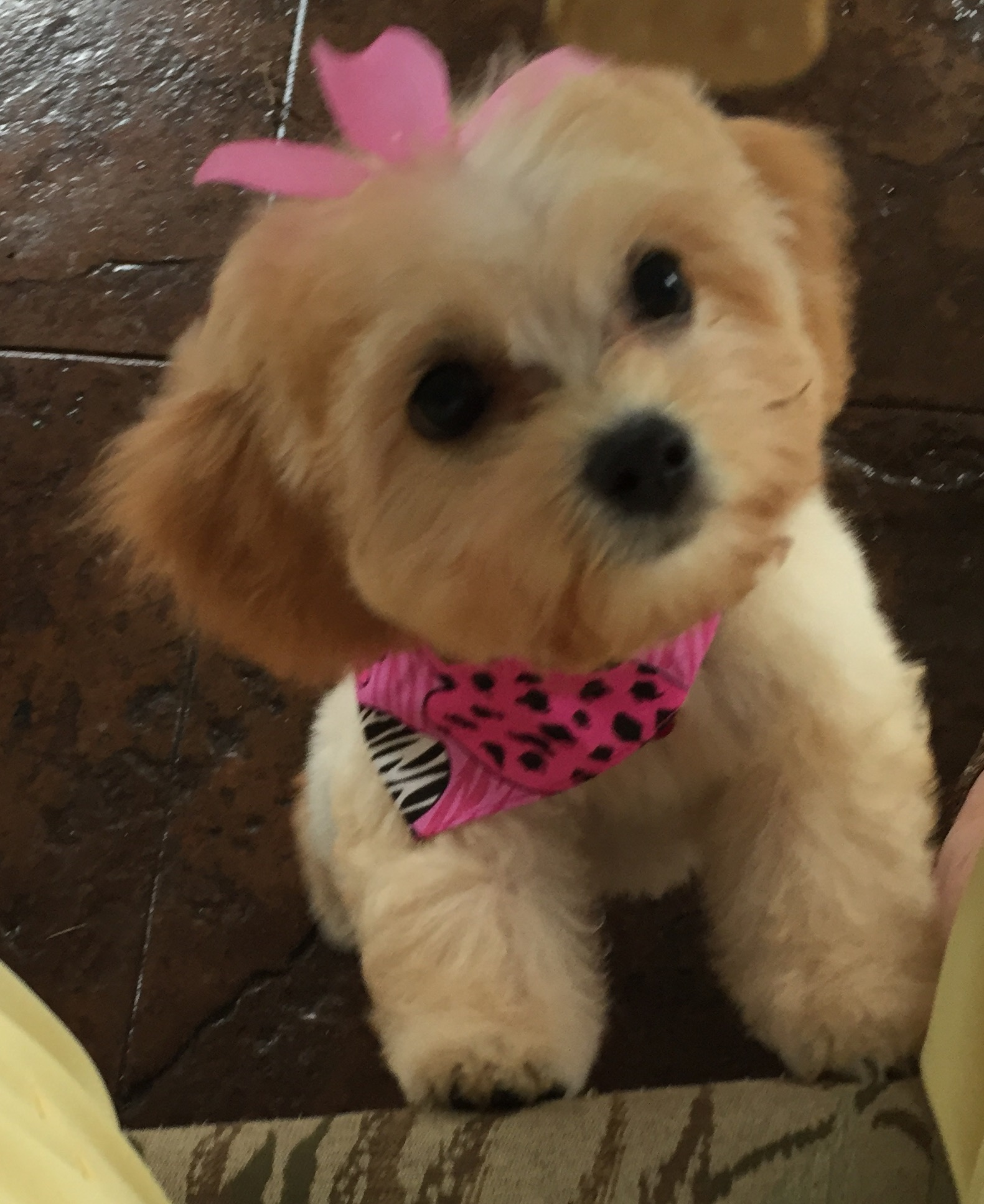 Cavachon Pup Being Cute