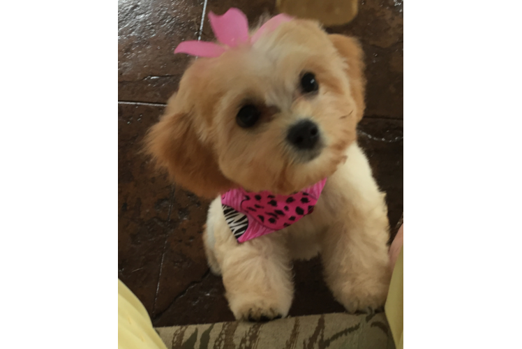 Cavachon Pup Being Cute