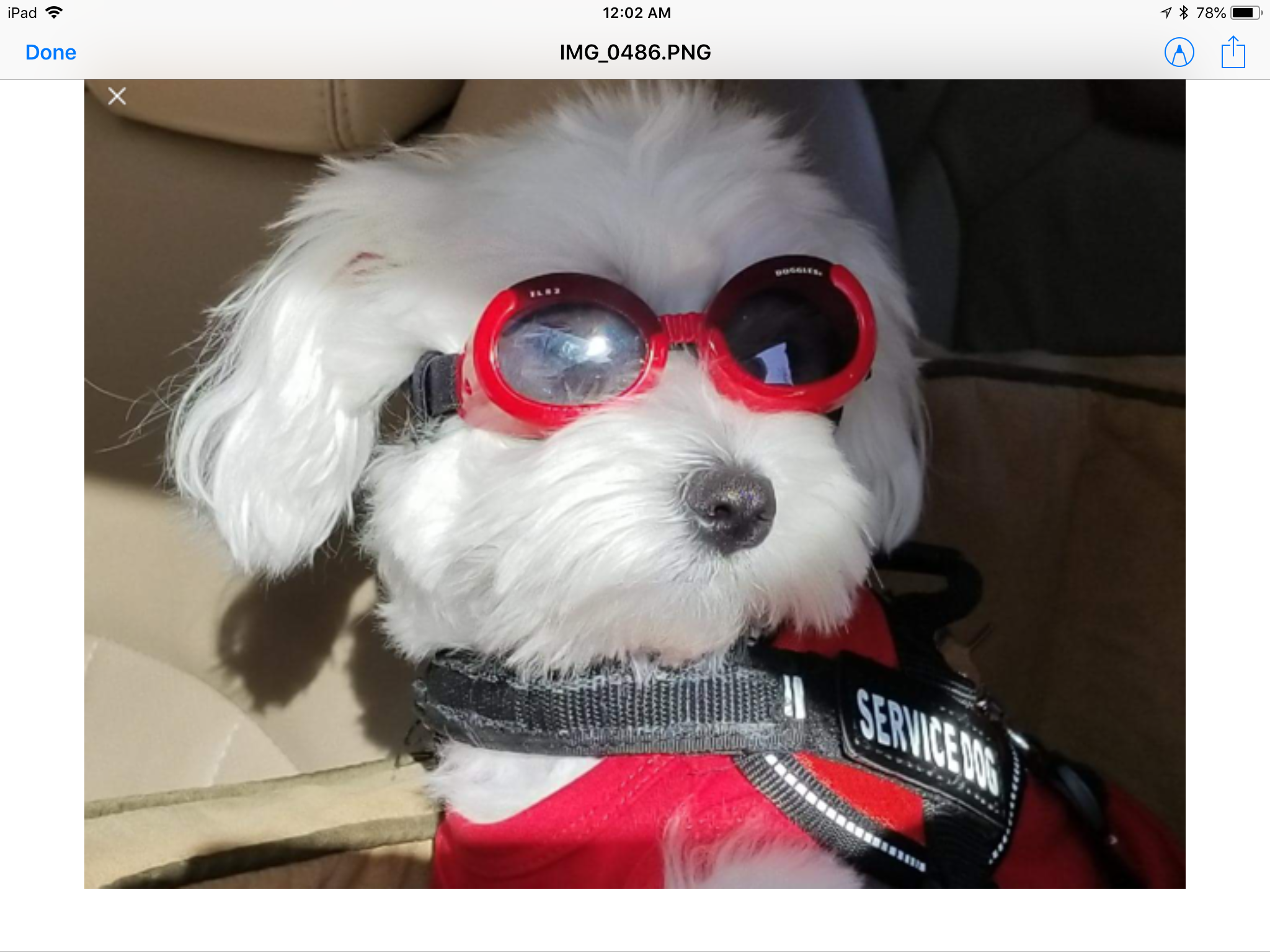 Adorable Maltese Purebred Puppy