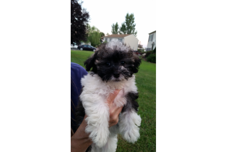 Adorable Havanese Purebred Puppy