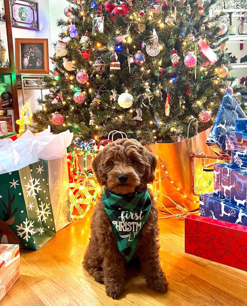 Sweet Mini Goldendoodle Pup