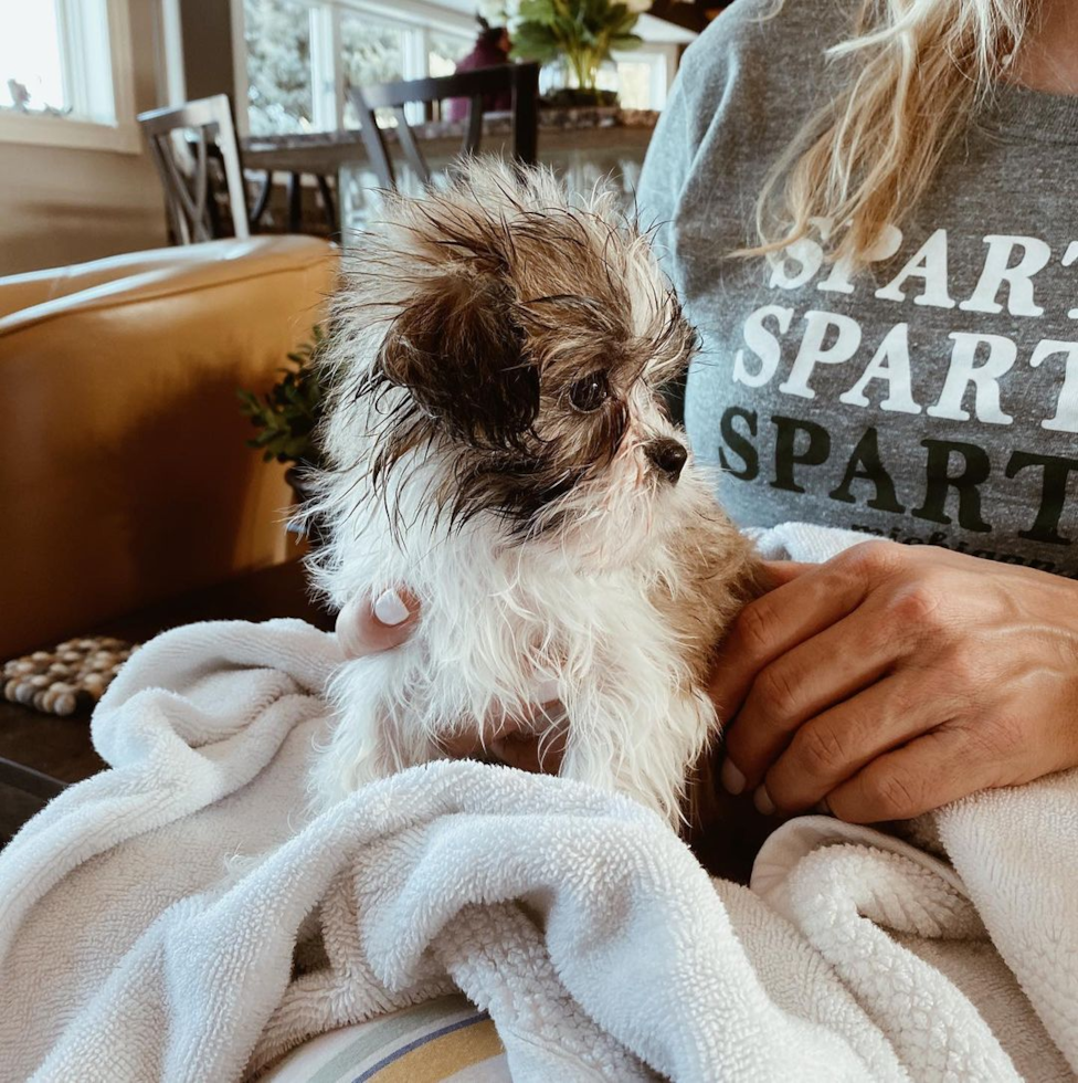 Friendly Teddy Bear Pup