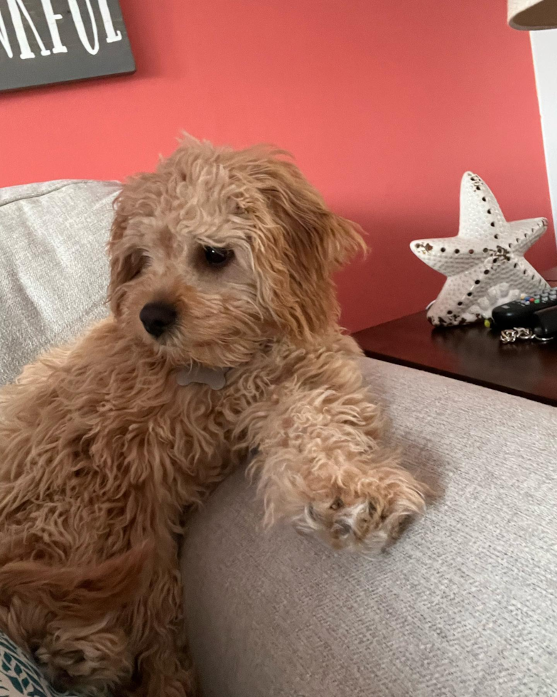 Sweet Cavapoo Pup in Laurel MD