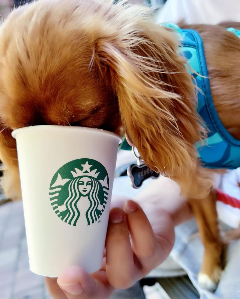 Sweet Cavalier King Charles Spaniel Purebred Pup