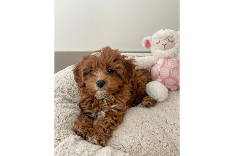 Cavapoo Puppy for Adoption