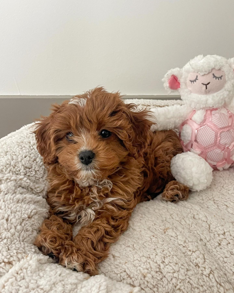 Cavapoo Being Cute