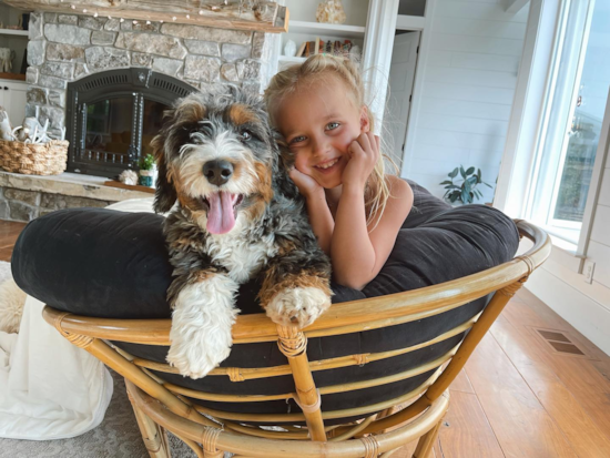 Adorable Bernadoodle Poodle Mix Pup