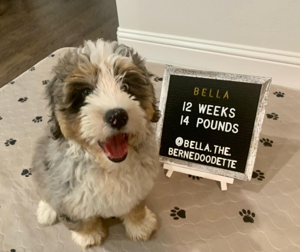 Mini Bernedoodle Being Cute