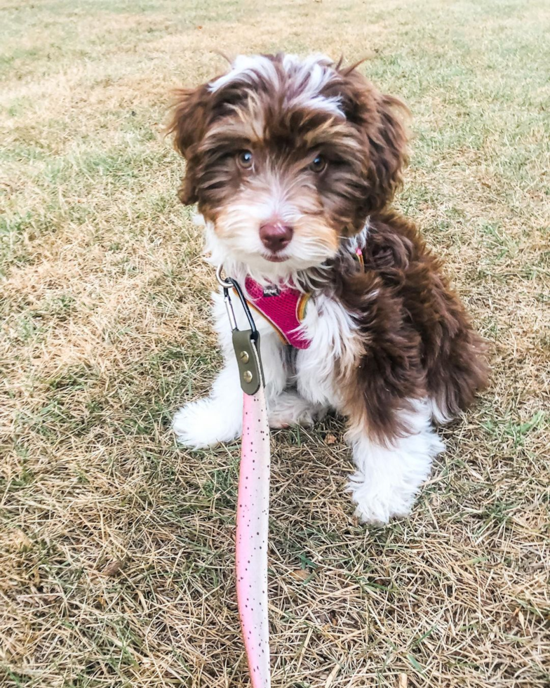 Smart Mini Aussiedoodle Poodle Mix Pup