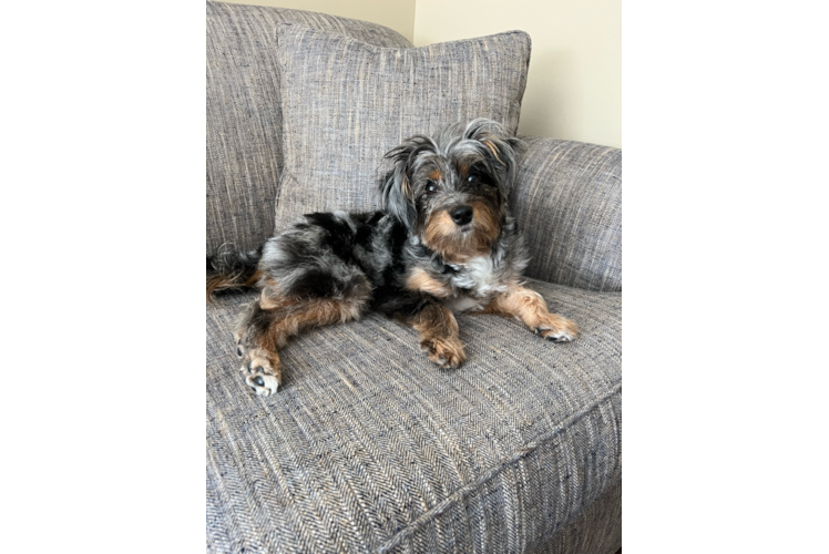 Mini Aussiedoodle Pup Being Cute