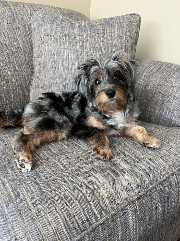 Mini Aussiedoodle Pup