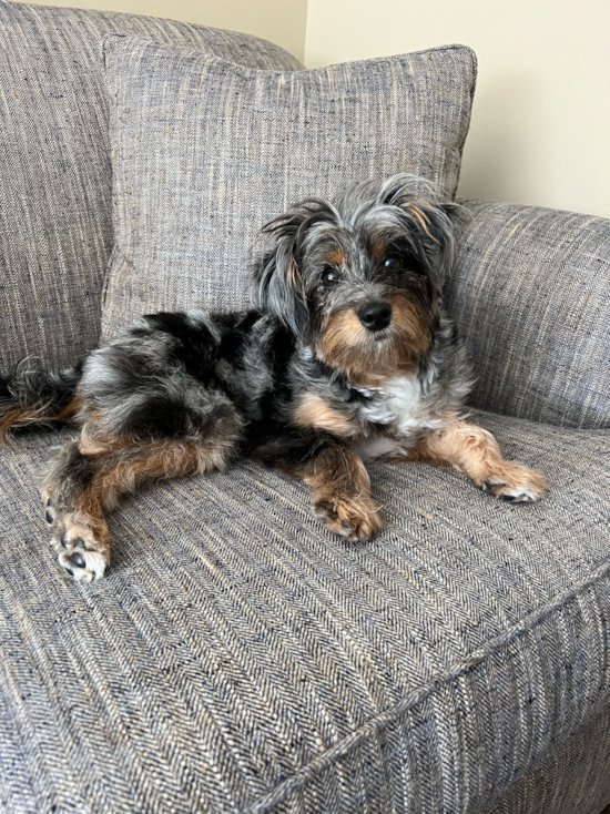 Mini Aussiedoodle Pup