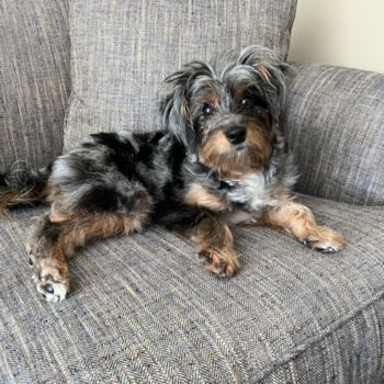 Mini Aussiedoodle Pup