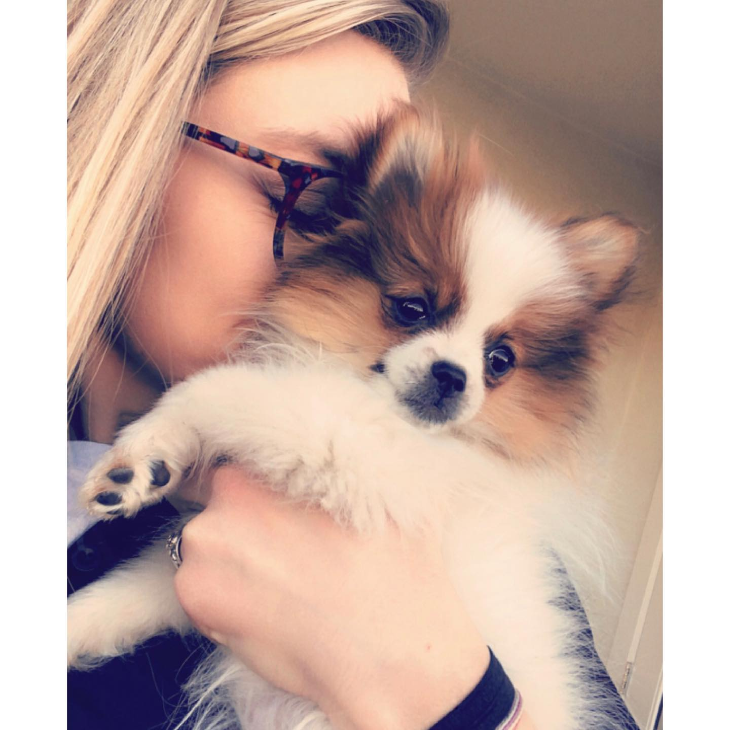 Funny Pomeranian Baby