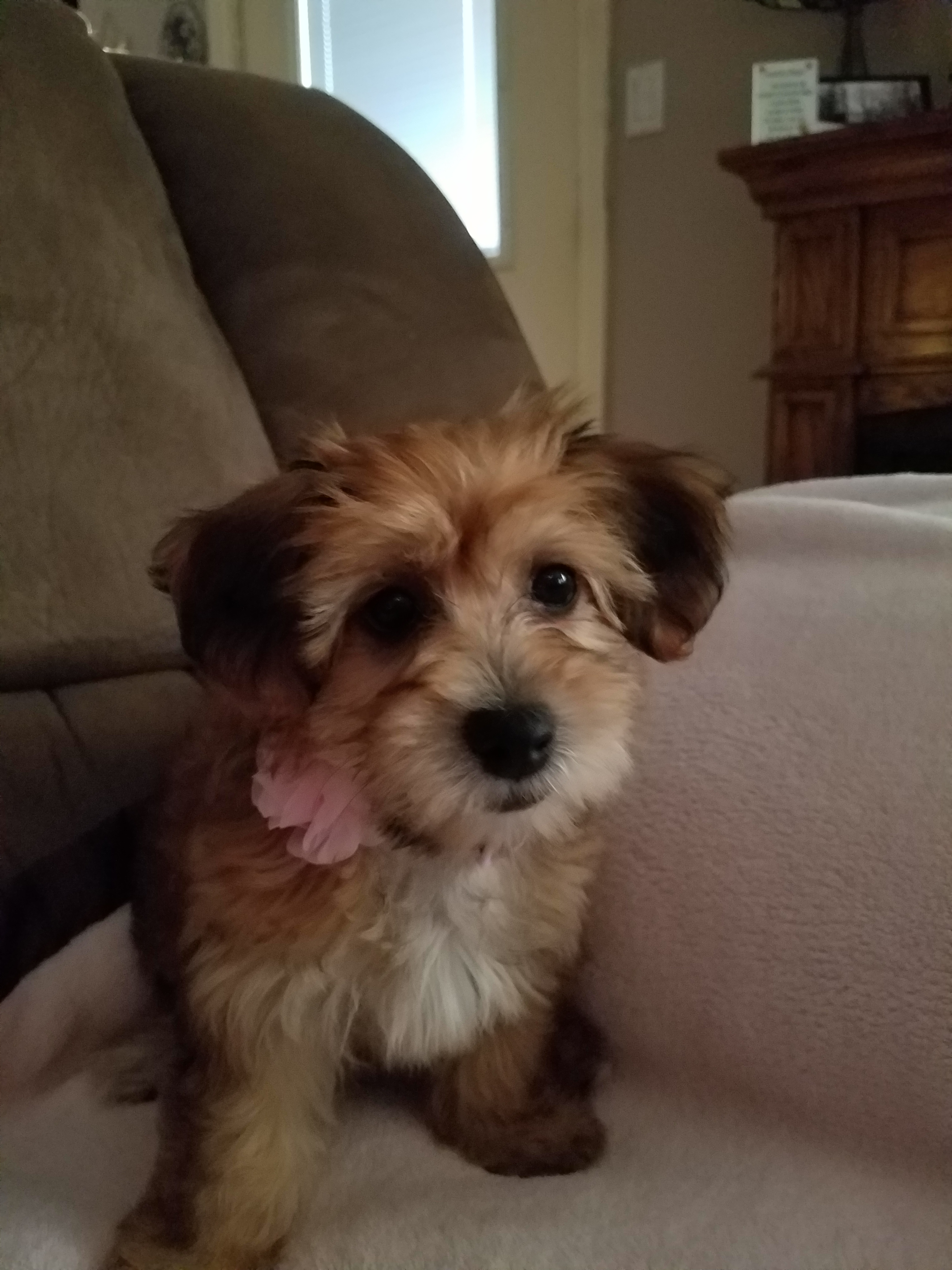 Hypoallergenic Yorkie Designer Puppy