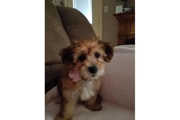 Hypoallergenic Yorkie Designer Puppy