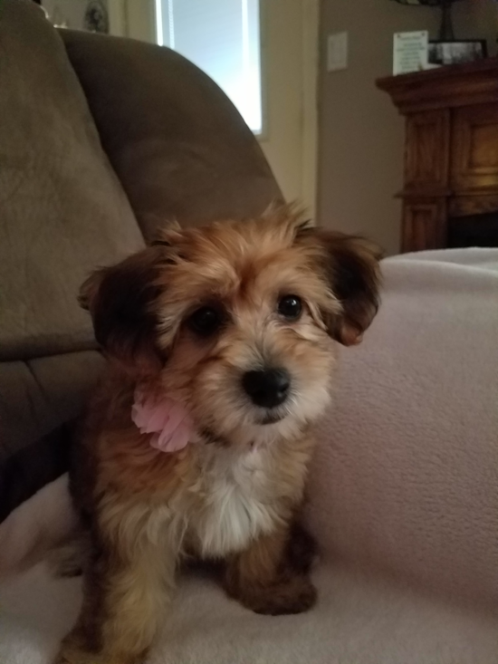 Smart Morkie Designer Pup