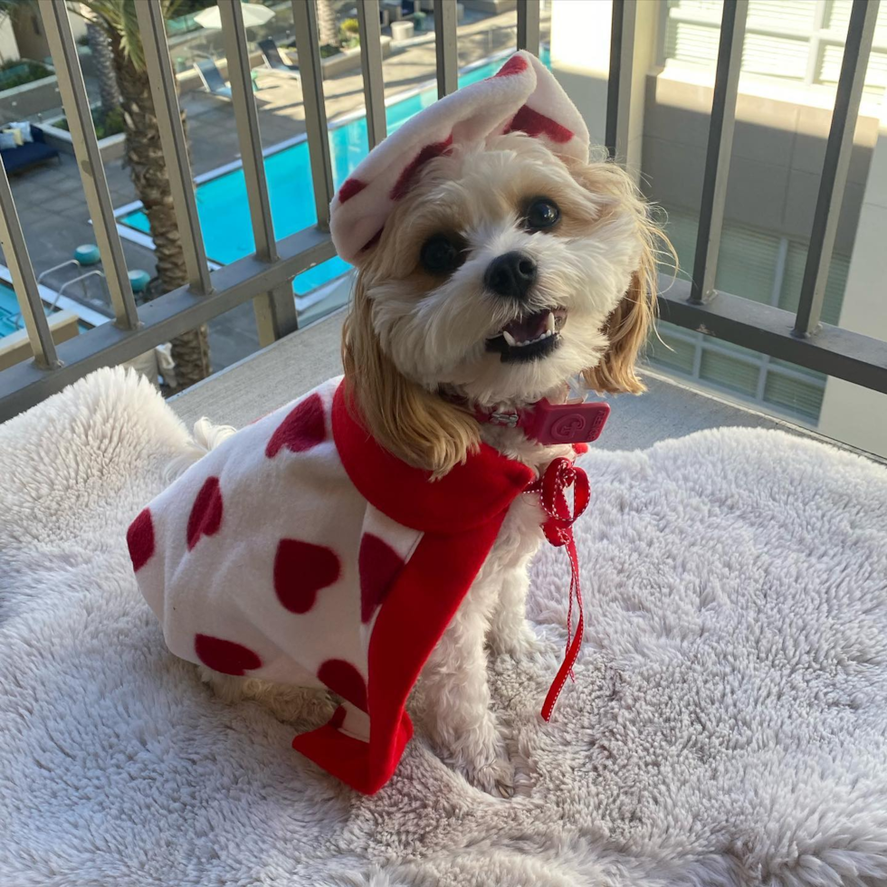 Happy Cavachon Pup