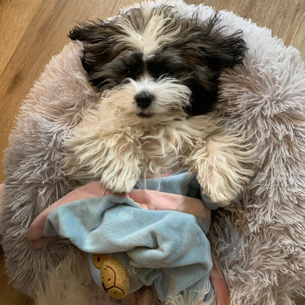 Happy Havanese Purebred Pup