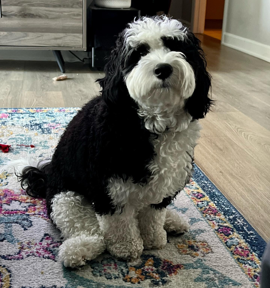 Nashville Mini Sheepadoodle Pup