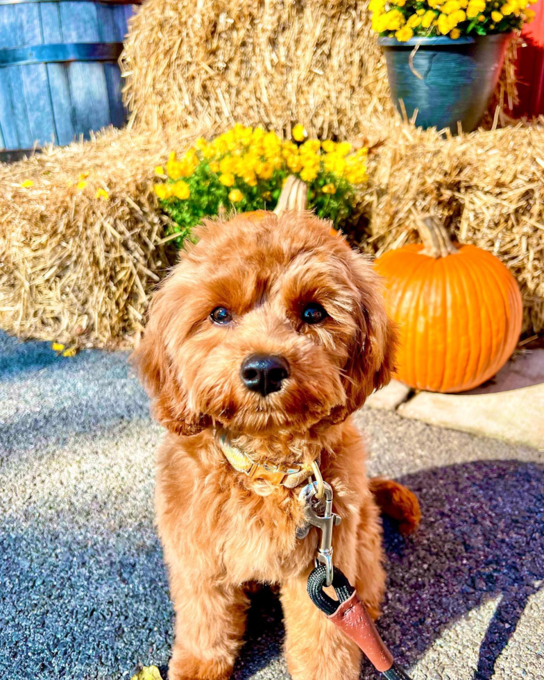 Sweet Cavapoo Pup