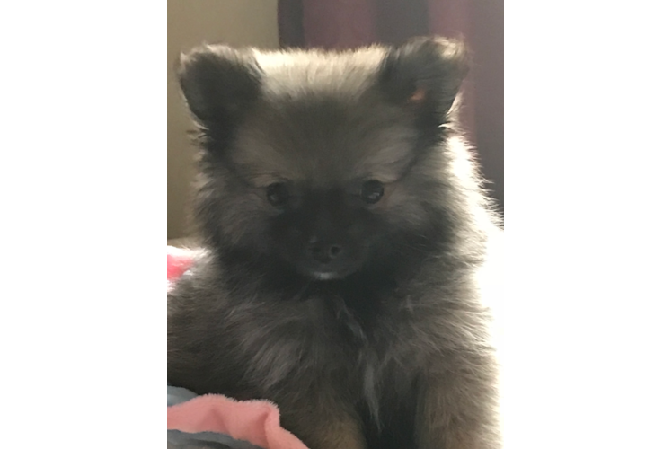 Pomeranian Puppy for Adoption