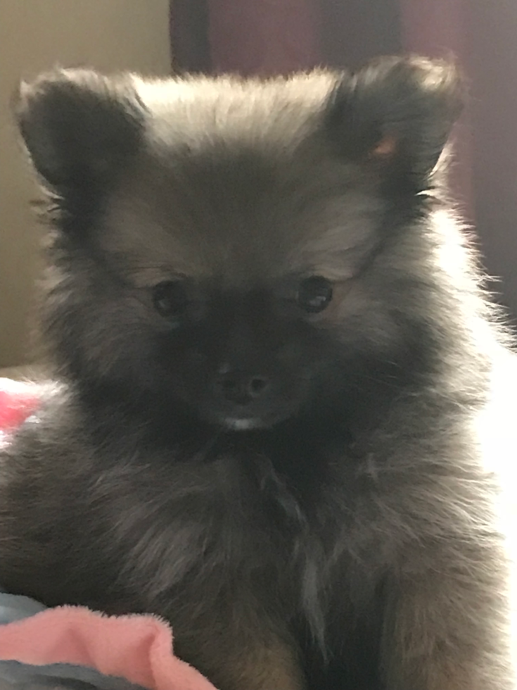 Energetic Pomeranian Purebred Pup