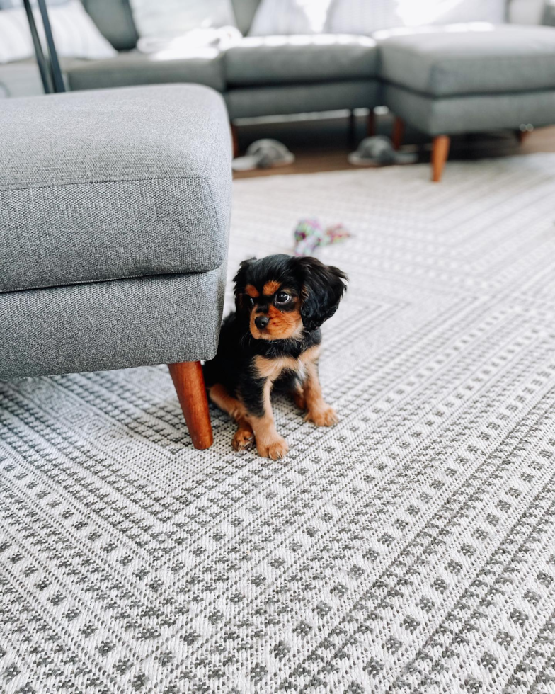 Cavalier King Charles Spaniel Being Cute