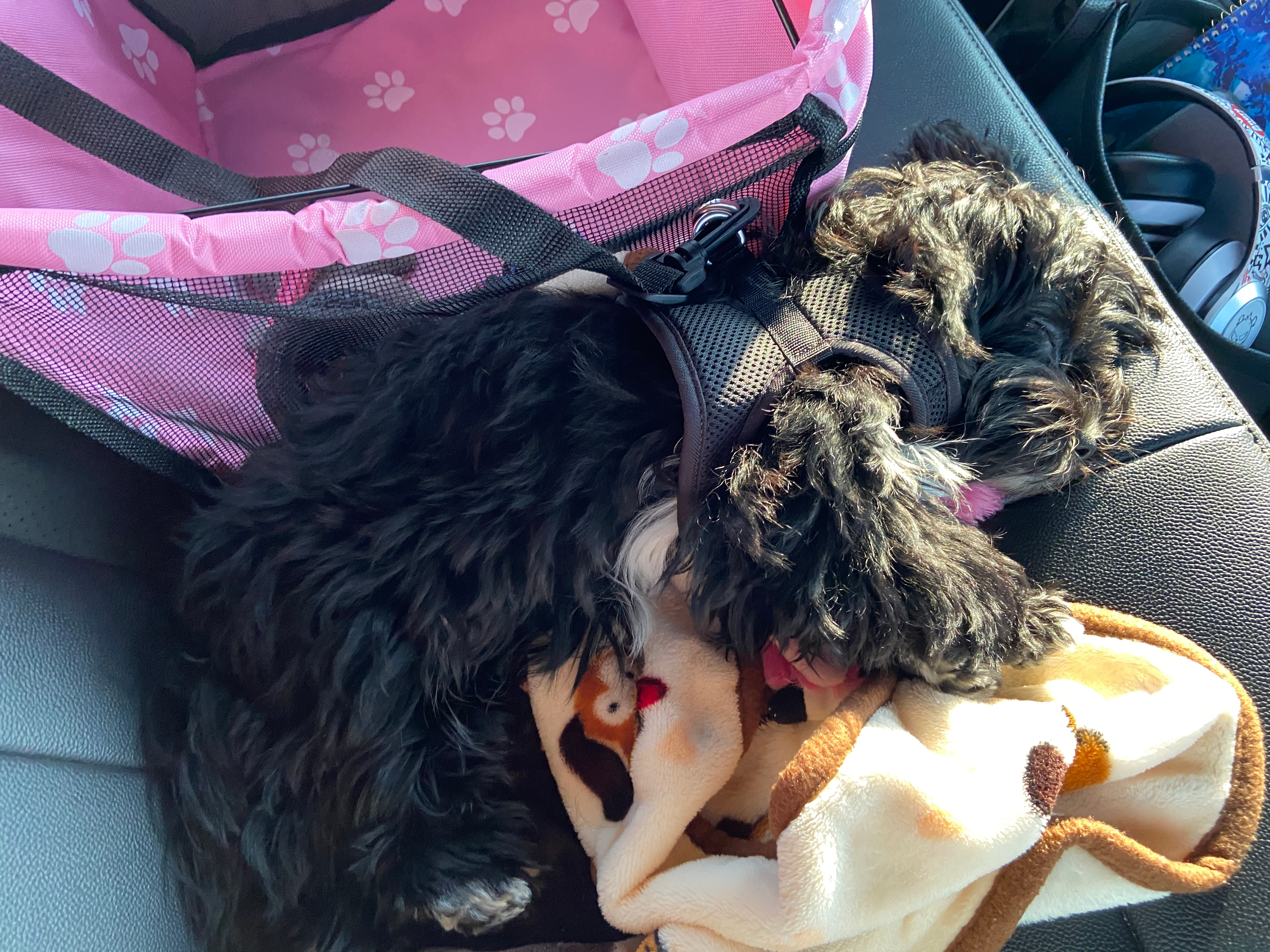 Best Morkie Baby